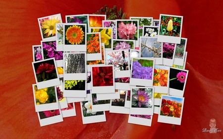 Flowers of Many Colors - collage, orange, colors, flowers, widescreen