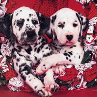 Dalmatians