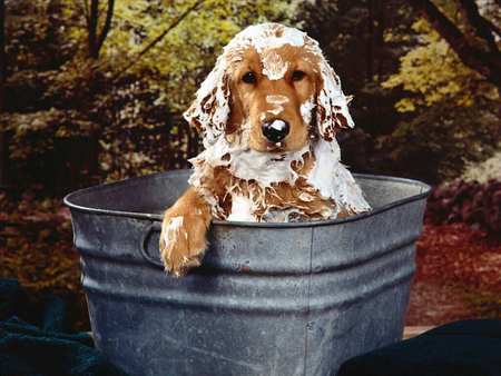 take a shower! - cachorro, puppy, soap, bath, dog, animal