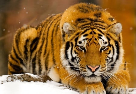 tiger ♥ - tigre, animal, cats, tiger, big cat