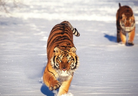 Running in snow - tigre, animal, snow, tiger, big cat