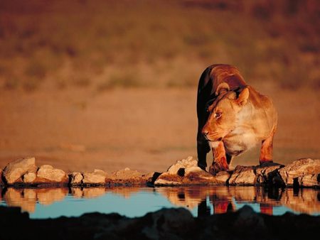 Leoa. - leoa, leao, lion, animal, big cat