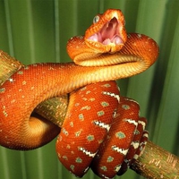 Orange Snake