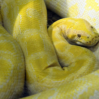 Albino Burmese Python