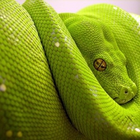 Green Snake