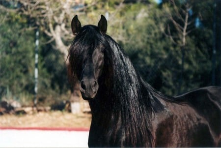 perfect outline, spanish horse - horse