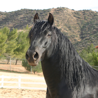 strenght...spanish stallion