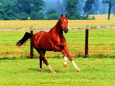 Gallopping Horse - horse, animal, cavalo