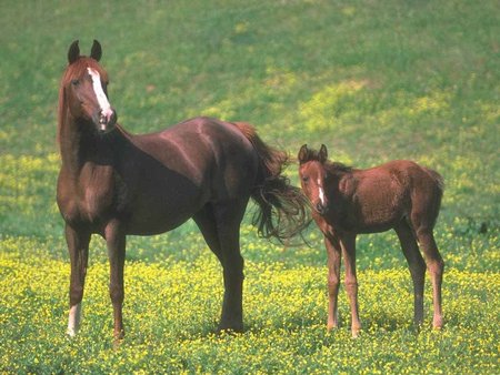 MÃ£e e filho - animal, cavalo, horse