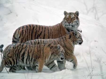 wild-cats - wild cats, nature, animals