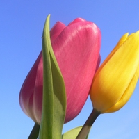 Lovely Tulips