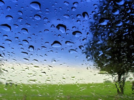 Rain... - water, blue, beautiful, drops, grass, tree, nature, green, rain, nice, sky