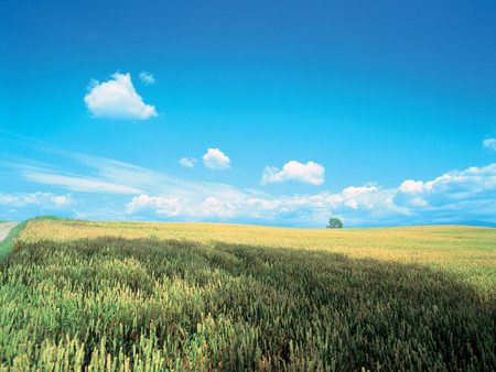 Korea landscape - nature, fields, sky