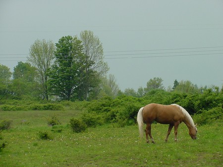 beautiful place in Romania - nature, romania, fields