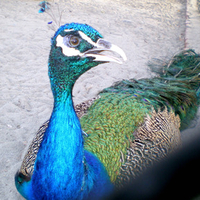 Peacock