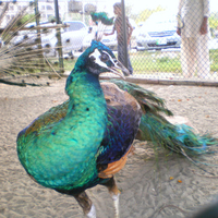 Peacock