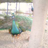 Peacock