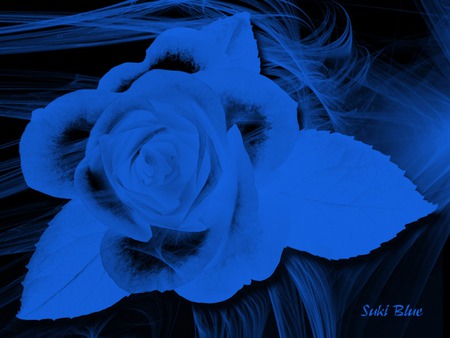 Blue Rose - rose, blue