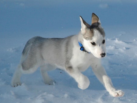 little siberian husky dog - siberian, dogs, animals, wallpaper