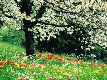 may wind and happy flowers - flowers, nature, fields