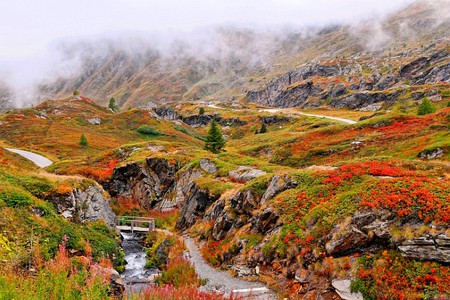 Wild Flowers - picture, beautiful, wild flowers