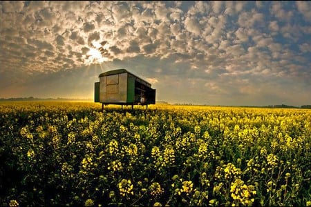 Flowers in Field - beautiful, flowers in field, picture