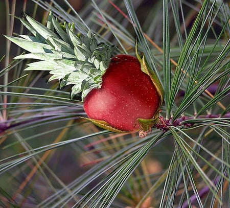 Pine-apple - red, apples, cool, fruit, 3d, abstract, art