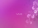 vaio pink edition