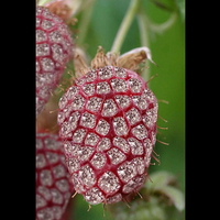 Strawberry Diamonds