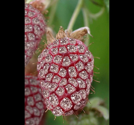 Strawberry Diamonds - abstract, ice, strawberry, cold, 3d, diamonds, art