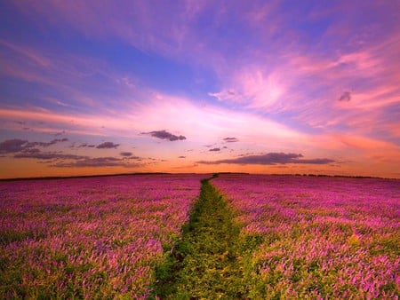 Flowers in Field - beautiful, flowers in field, picture