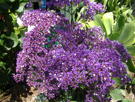 Purple Flower Sea Lavender  - flowers, sea lavender, purple