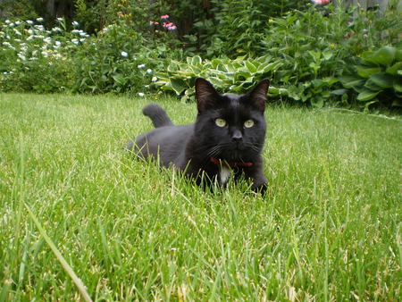 On the prowl - cats, grass