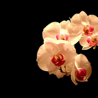 Peach Orchids . jpg