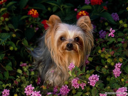 Hi There - flowers, dogs, long-haired, cute, yorkshire terrier, animals