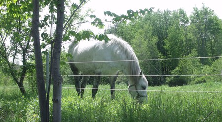 White Beauty - grass, trees, horse, sky