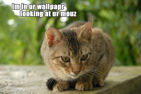 Lol Cat - funny, lolcats, cats, mouse, wallpaper, animals