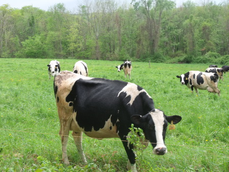 Lazy Dayz - sky, cows, grass, trees