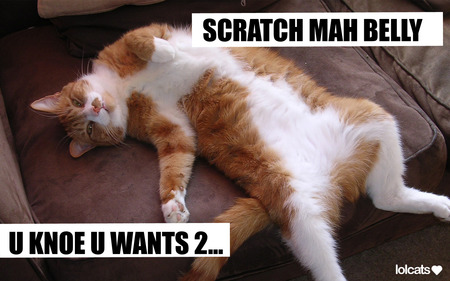 Lol Cat - scratch, cats, animals, lolcats, funny, wallpaper, belly