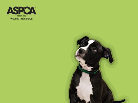 ASPCA Tootsie - tootsie, dogs, aspca, against animal cruelty, animals