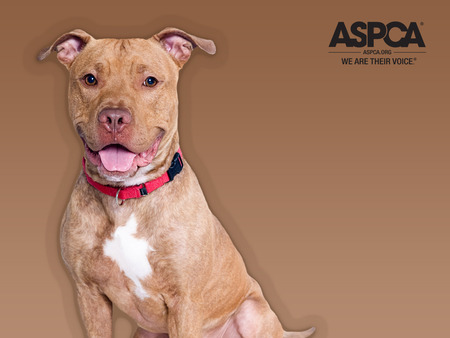 ASPCA Cream - cream, aspca, animals, against animal cruelty, dogs