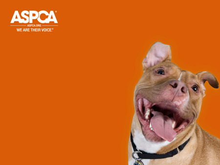 ASPCA Dsc - dogs, aspca, dsc, against animal cruelty, animals