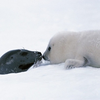 winter love for animals