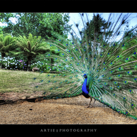 Peacock