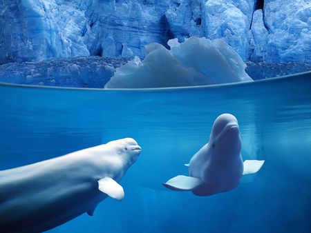 Underwater - beluga, ocean life