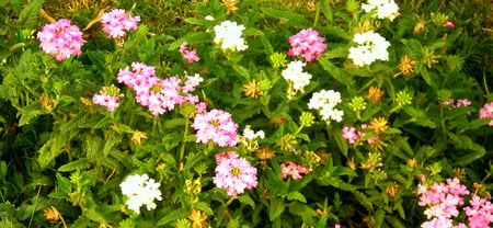 Mini flowers - nature, flowers