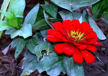 red flowers - nature, flowers