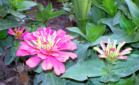 Pink beauty - nature, flowers