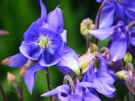 the lovely columbine. - garden, flower, blue