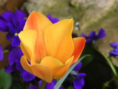 A tulip and some pansies. - stone, tulip, rockery, pansies